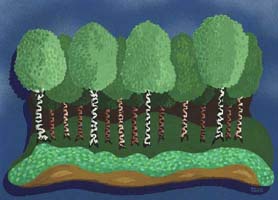 birches background pictures