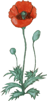 Mohnblume kostenloses Gif Clipart, free images
