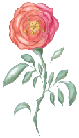 Rose 2 - freigestellte Illustration