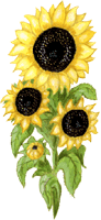 Sonnenblume kostenloses Gif Clipart, free images