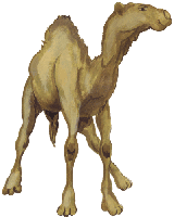 Dromedar 1, kostenloses Bild, Gif Clipart
