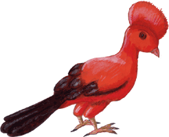 Felsenhahn, kostenloses Bild, Gif Clipart