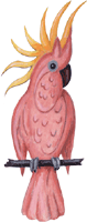 Kakadu, Gif Bild, Gratis Clipart