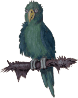 Papagei 1, kostenloses Bild, Gif Clipart
