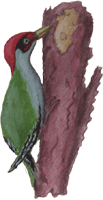 Specht 1, kostenloses Bild, Gif Clipart