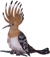 Wiedehopf, kostenloses Bild, Gif Clipart